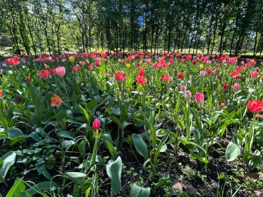 Parkta kırmızı laleler