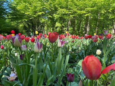kırmızı, beyaz ve kırmızı laleler
