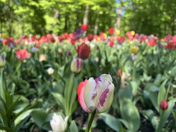 Bahçedeki güzel renkli laleler