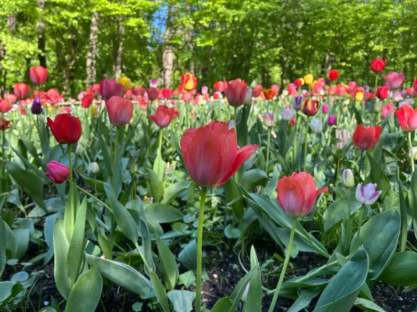 Bahçedeki renkli Lale