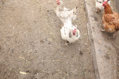 Çiftlikte tavuk, bahçede tavuk.