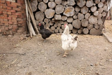 Çiftlikteki tavuklar