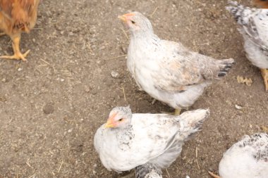 Çiftlikteki beyaz tavuk.