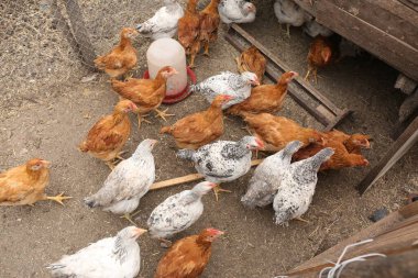 bir çiftlikte tavuk