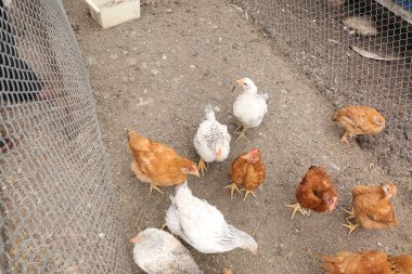 Çiftlikteki tavuklar, çiftlikteki tavuklar, tavuklar, tavuklar ve tavuklar, yumurtalar, tavuklar, tavuklar, tavuklar, tavuklar