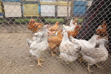 Çiftlikte tavuklar, tavuklar yiyor ve tavuklar