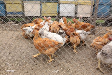Çiftlikteki tavuk