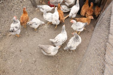 Çiftlikte tavuklar ve tavuklar.