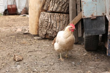 Horoz ve horoz yerde..