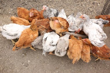 Çiftlikteki tavuklar