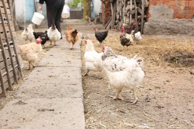 köyde tavuk