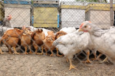 Çiftlikte tavuk