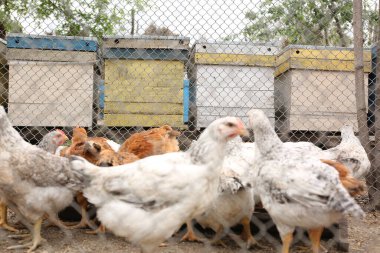 Çiftlikteki bir kafeste evcil tavuk sürüsü.