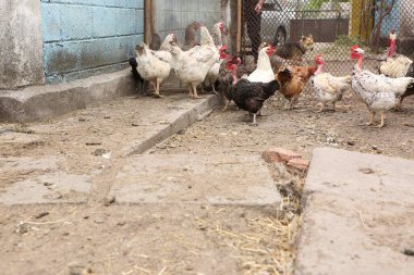 köyde tavuk