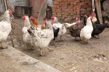 Çiftlikteki tavuk