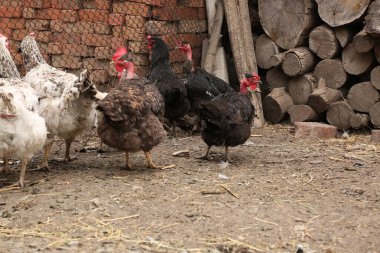 bir çiftliği tavuk