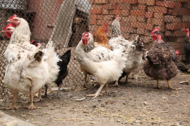 Çiftlikteki bir grup tavuk.