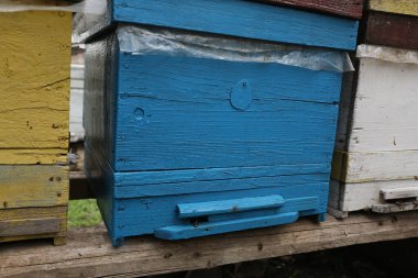 Tahta bir kutuda arı kovanı