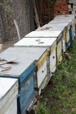 Bahçesinde bal olan bir arı kovanı.