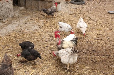 Çiftlikteki tavuklar..