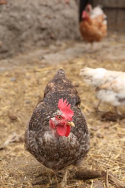 Çiftlikte tavuk