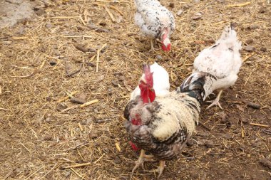 Tavuk ve tavuklar bahçede