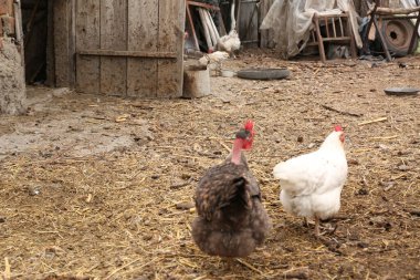 Tavuk ve tavuklar ahşap bahçede oturuyorlar..