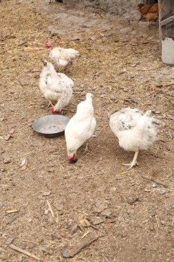 Köyde tavuk ve tavuk