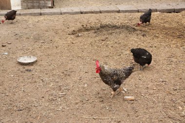 Bir köyde tavuk