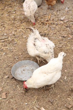 Çiftlikteki tavuk