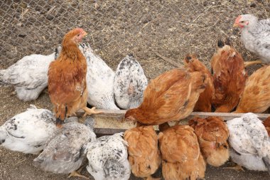 Çiftlikteki tavuklar