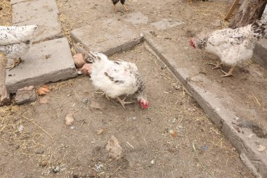Çiftlikteki tavuk