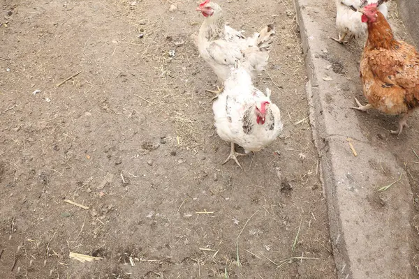 Çiftlikte tavuk, bahçede tavuk.