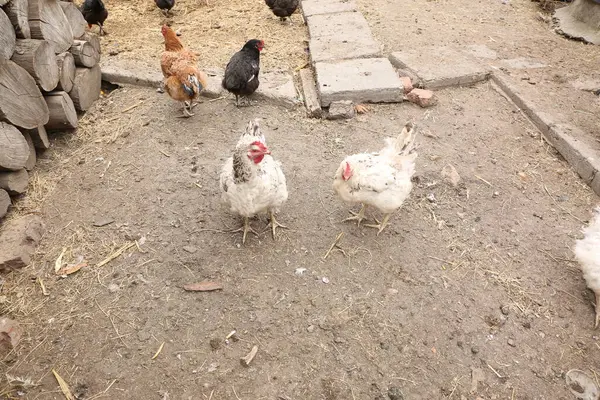 Çiftlikteki tavuklar