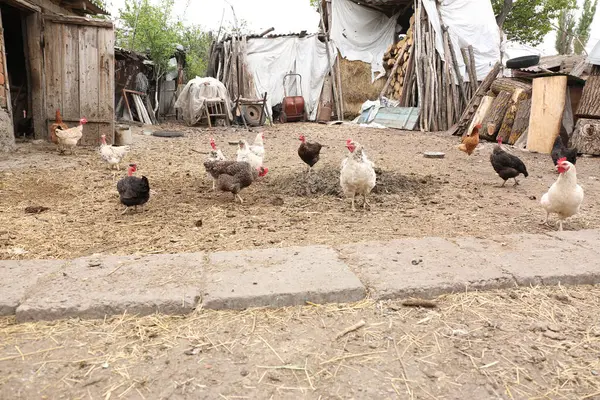 Köyün bahçesindeki tavuklar