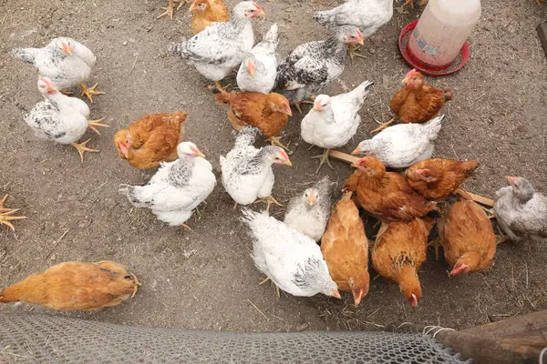 Çiftlikteki tavuklar, kümes hayvanları.