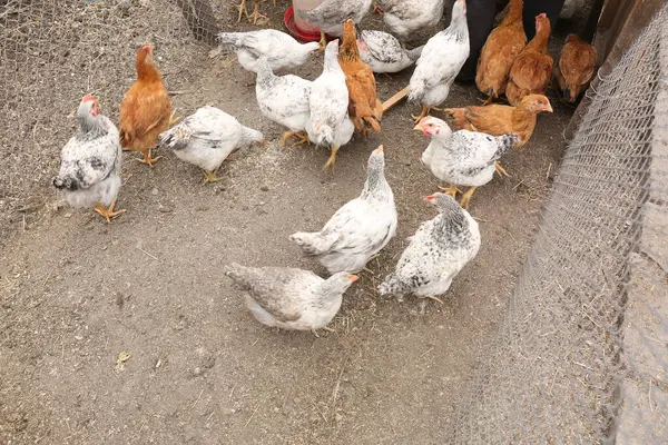 Çiftlikte tavuklar ve tavuklar.