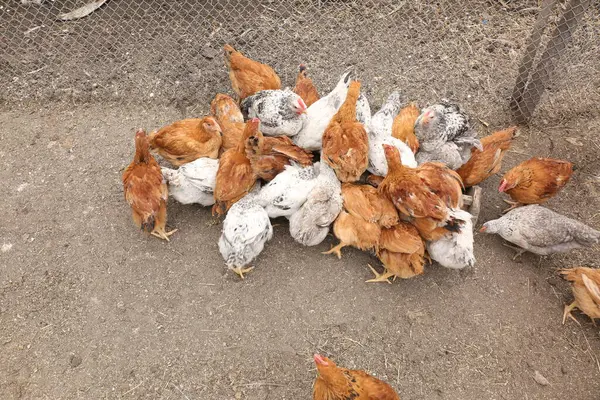 Çiftlikte tavuk var.