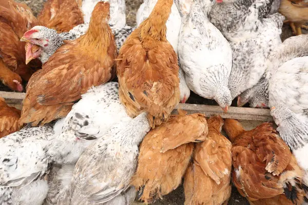 Çiftlikte tavuk, manzarayı kapat