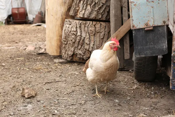 Horoz ve horoz yerde..