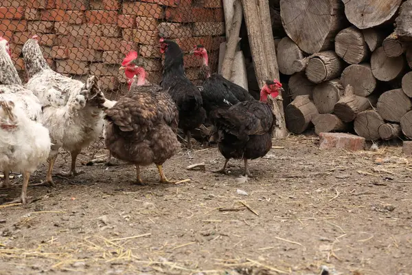 bir çiftliği tavuk