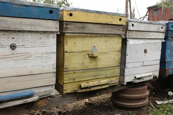 Kovandaki arı kovanları