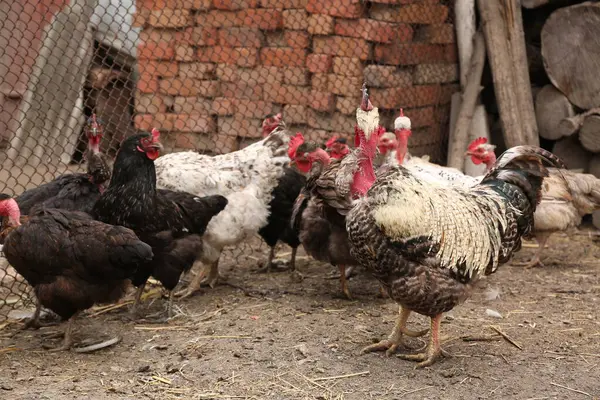 Çiftlikteki tavuklar.