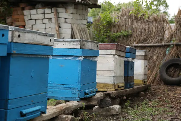 Kırsal bir alanda arı kovanı.
