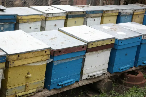 Kovandaki arılar. Arıcılık.