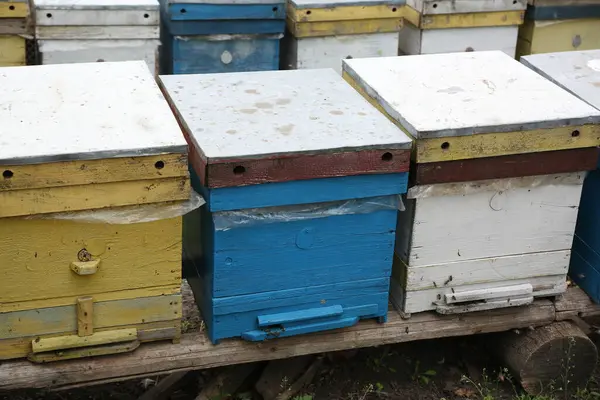 Arı kovanındaki arılar gibi. bal kovanı.