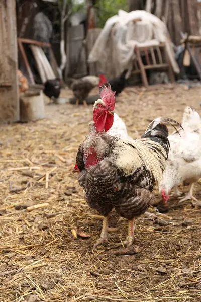 Tavuklar köy bahçesinde