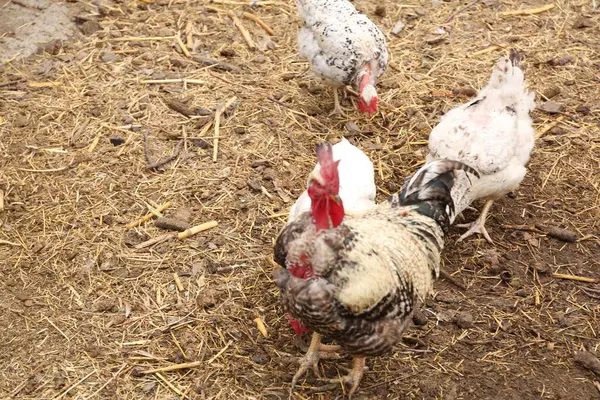 Tavuk ve tavuklar bahçede