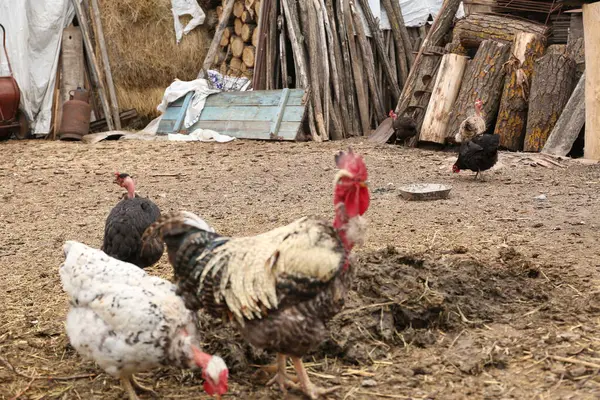 Tavuklar kırsal bölgedeki çiftlikte.,