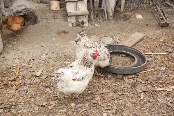 Çiftlikte pipetli beyaz bir evcil tavuğun yakın plan fotoğrafı.